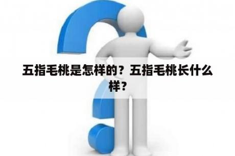 五指毛桃是怎样的？五指毛桃长什么样？