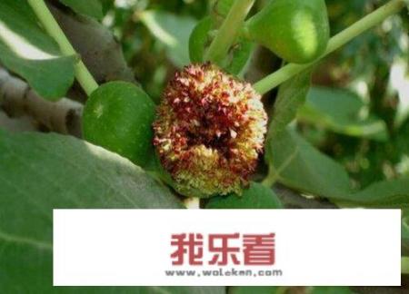 无花果的花是什么样子的？有图片吗？无花果图片