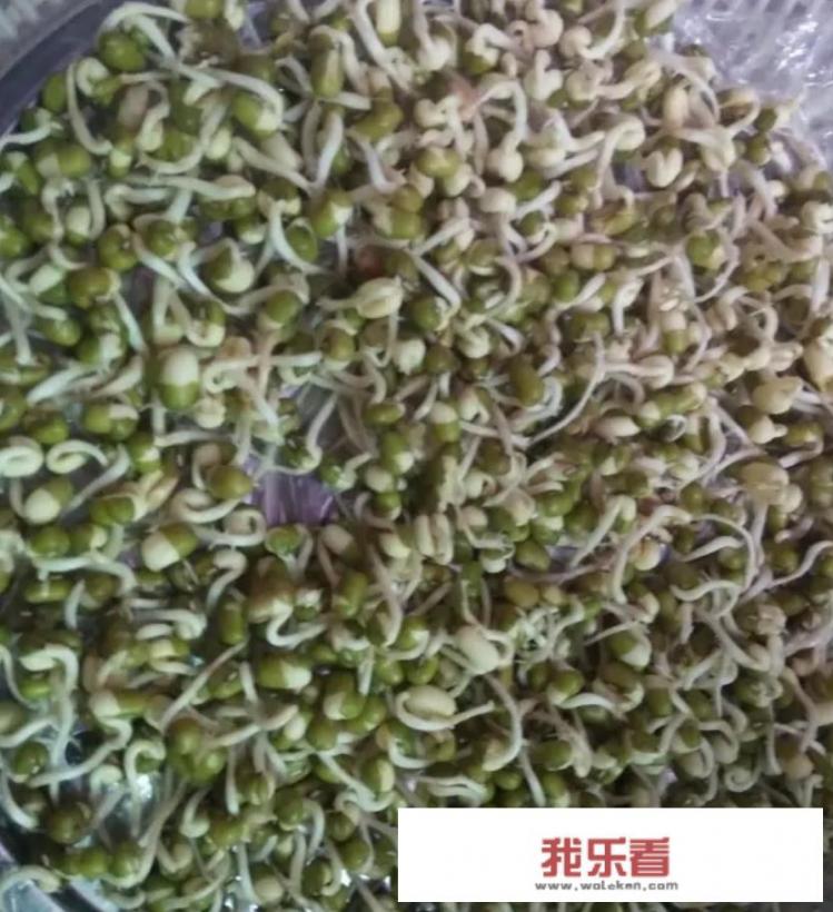 黄豆芽怎么发最快又好？绿豆芽怎么发芽最快最好？