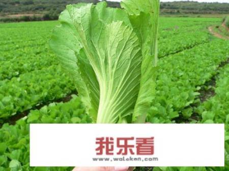 嘎菜是什么？野芥菜图片怎么做好食？