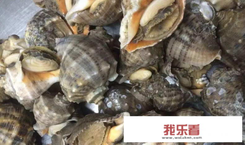 海螺的食法哪个部位不能食？海螺什么地方不能要？