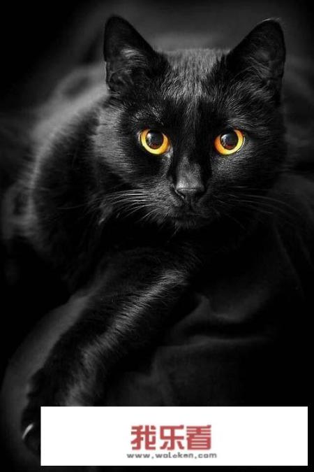 黑色猫咪什么品种好看？纯黑色的猫咪有哪些品种？