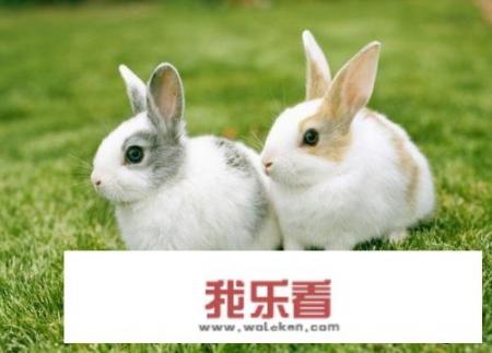 rabbit、hare、bunny的区别？