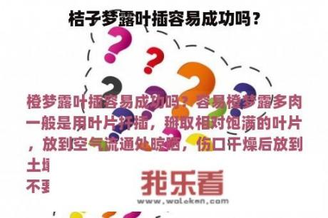 桔子梦露叶插容易成功吗？