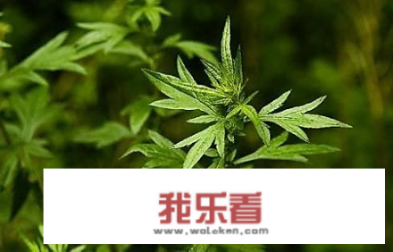 清明果的详细做法？