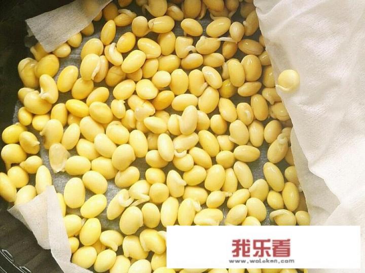 发豆芽方法？