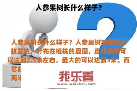 人参果树长什么样子？