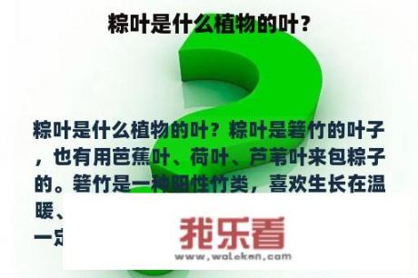 粽叶是什么植物的叶？