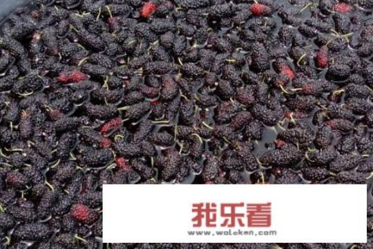 桑椹膏的家常做法？