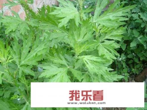 这是什么植物？长得想艾草却不是？