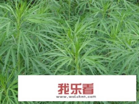 这是什么植物？长得想艾草却不是？