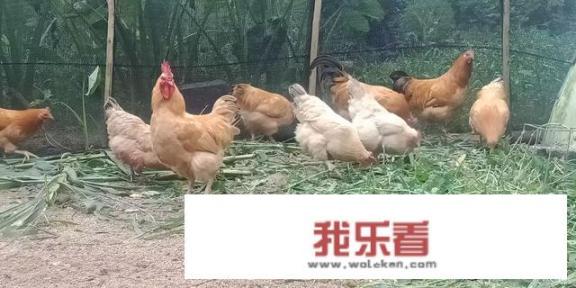 杨州卤鹅做法视频:杨州盐水鹅的配方食材？家庭养鸡怎么养？