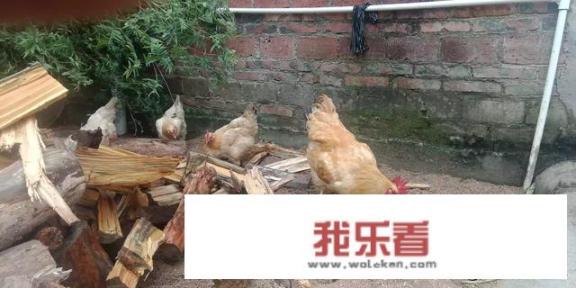 杨州卤鹅做法视频:杨州盐水鹅的配方食材？家庭养鸡怎么养？