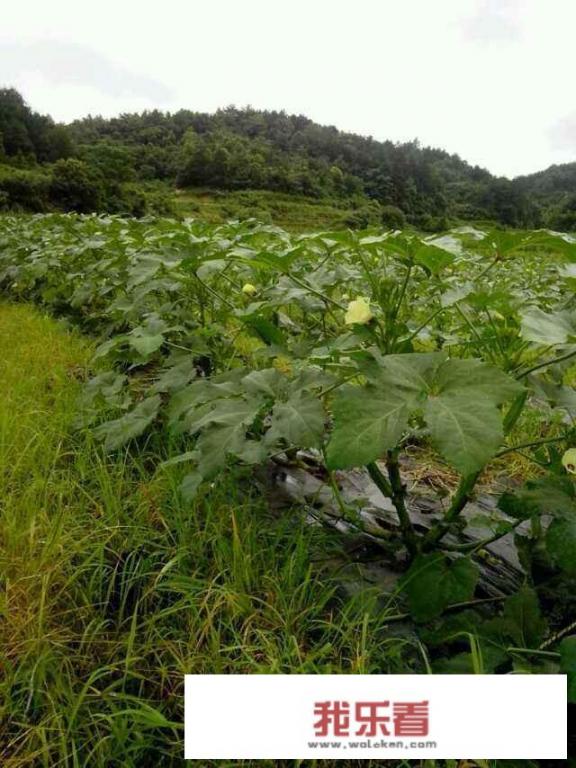 秋葵的营养价值有多高？秋葵应该怎么样食用呢