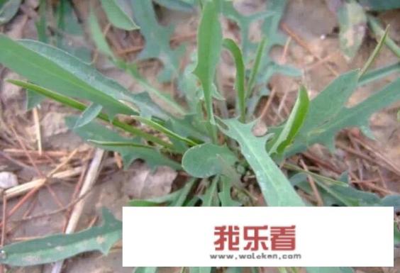 秦皇岛疫情过去了，哪能挖到野菜？求地点和经验