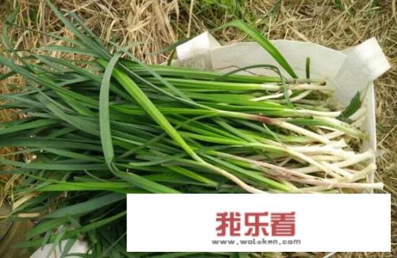 秦皇岛疫情过去了，哪能挖到野菜？求地点和经验