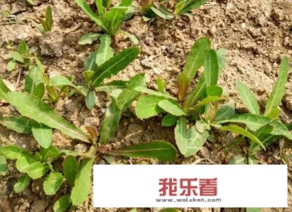 秦皇岛疫情过去了，哪能挖到野菜？求地点和经验