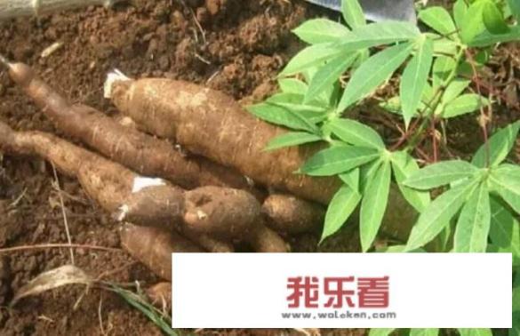 农村常见的木薯有什么用