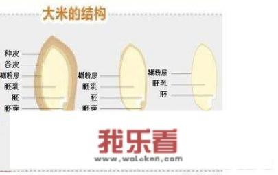 吃杂粮豆米饭能够有助于降血糖吗？为什么