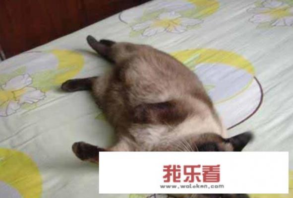 家里的宠物猫不小心怀孕了，饮食上有哪些注意事项