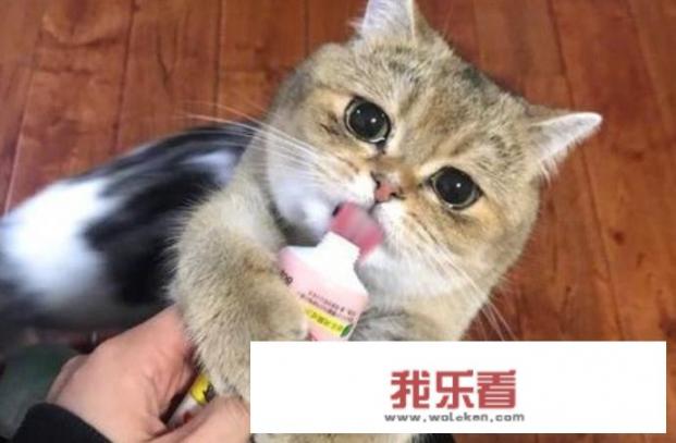 家里的宠物猫不小心怀孕了，饮食上有哪些注意事项