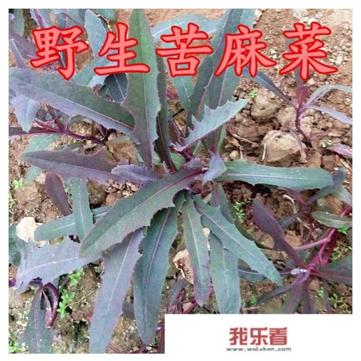 苦荬菜和苦菜有什么区别？各有什么作用