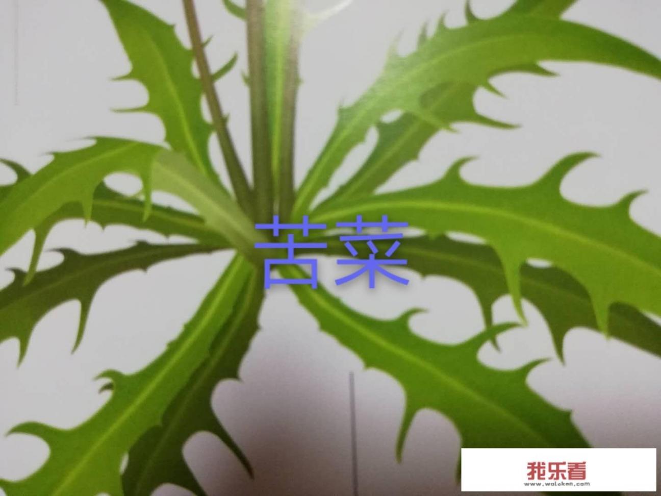 苦荬菜和苦菜有什么区别？各有什么作用