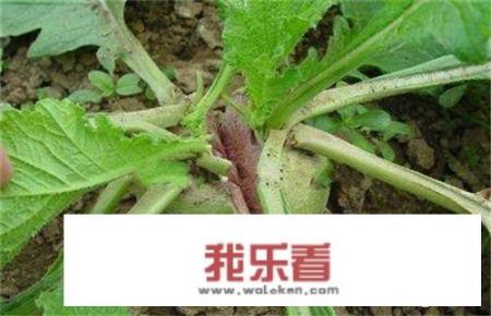 农村种植的白萝卜，有很多的裂纹是什么原因