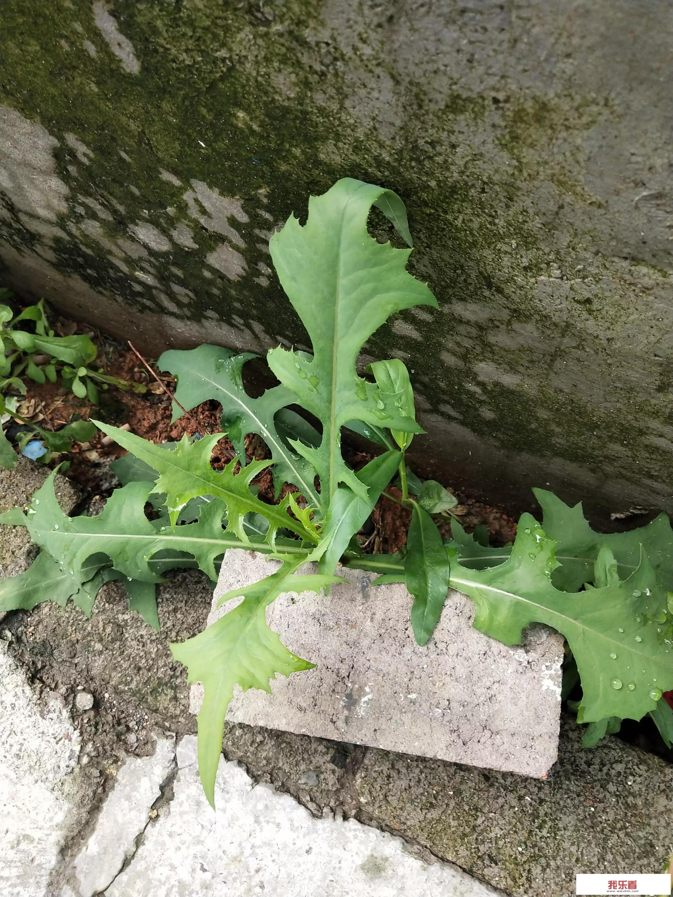 天麻炖鸡有什么攻效