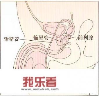 番茄为什么被称为“前列腺卫士”？生蚝为啥能成为“护精能手”