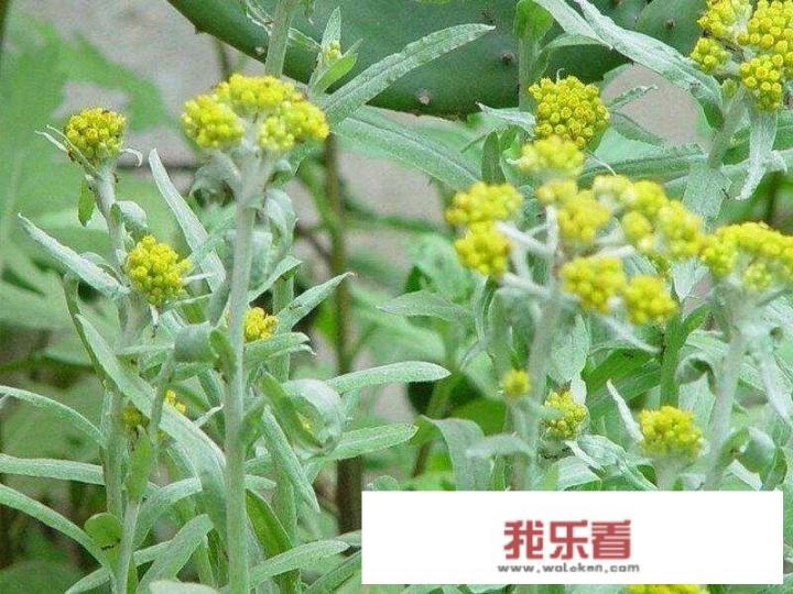 鼠麴草有什么美味吃法