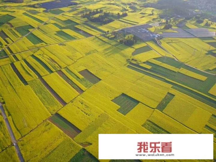 油菜蜂花粉有什么功效