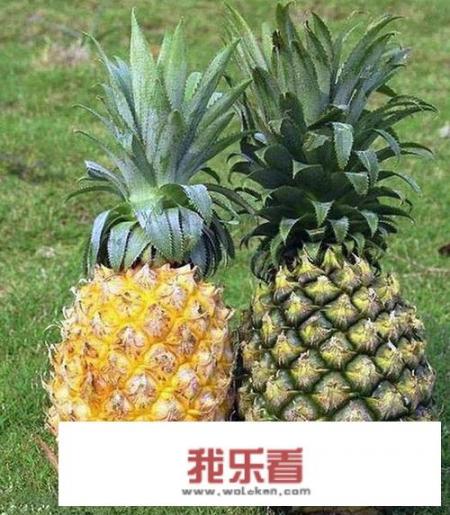 台湾的菠萝🍍，为什么叫凤梨呢