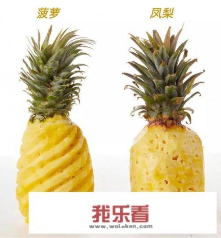 台湾的菠萝🍍，为什么叫凤梨呢