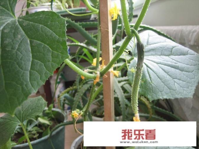 农村种植黄瓜，一个节上花开两朵，结了两条黄瓜？难道黄瓜也有孪生兄弟姐妹吗