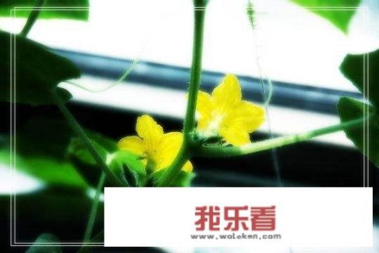 农村种植黄瓜，一个节上花开两朵，结了两条黄瓜？难道黄瓜也有孪生兄弟姐妹吗