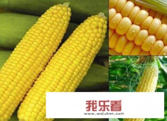 水果玉米七八月份可以播种吗