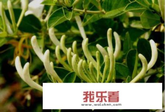 淡竹叶可以和金银花一起泡水吗