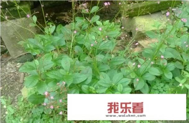 农村各种野菜图片名字