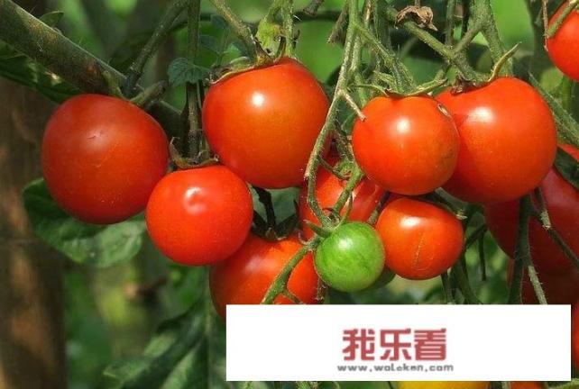 农村带西字的瓜果蔬菜，能说出来多少种？这些蔬菜瓜果都是外来物种吗