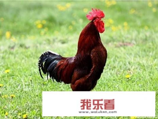 麻椒鸡选什么鸡