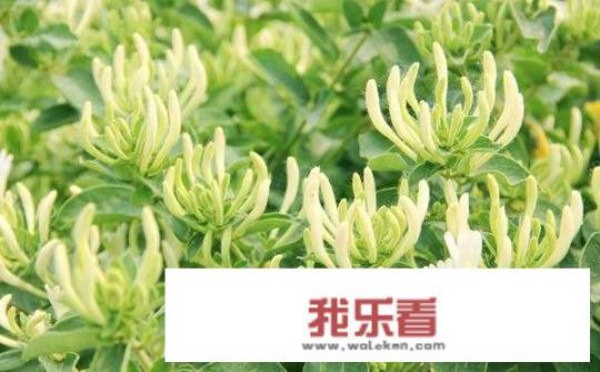 请问：金银花最容易滋生什么害虫？用什么办法杀虫最有效，还不伤害金银花