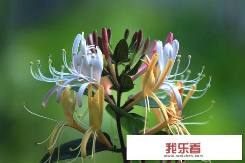 请问：金银花最容易滋生什么害虫？用什么办法杀虫最有效，还不伤害金银花