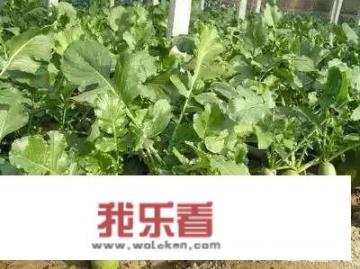 白萝卜和青萝卜有什么区别