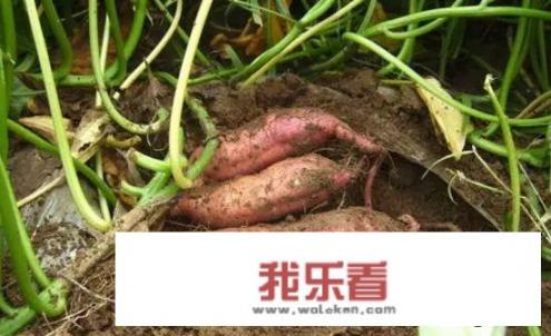 红薯怎样膨大拉长？可以用什么药