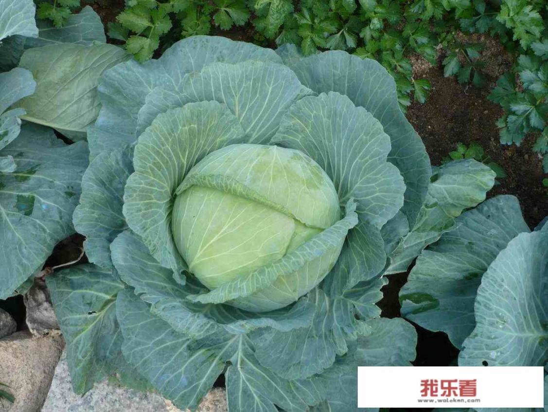 包菜炒肉的做法是什么