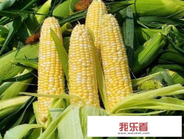 小玉米最快煮方法