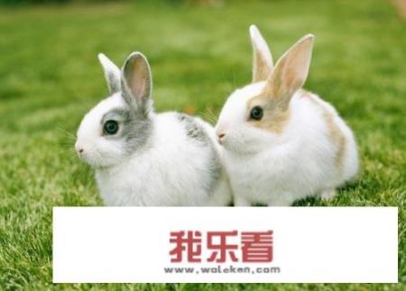 rabbit、hare、bunny的区别