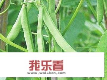 四季豆种植时间和方法