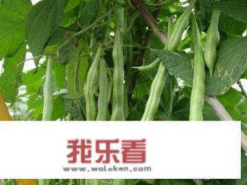 四季豆种植时间和方法